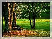 Park, Ławka, Staw, Lato
