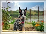 Australian cattle dog