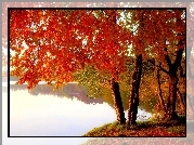 Jezioro, Kolorowe, Drzewa, Jesień