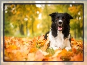 Jesie, Pies, Border Collie