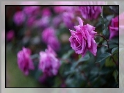 Purpurowe, Róże