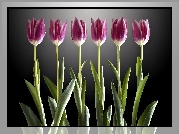 Tulipany, Światło
