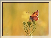 Motyl, Czerwończyk, Kwiat