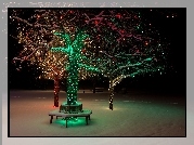 Oświetlone, Drzewa, Zima, Śnieg, Park