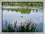 Jezioro, Kaczka
