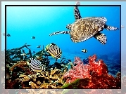 Karaiby, Morze, Rafa, Koralowa, Żółw, Rybki