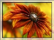 Kwiat, Rudbekia