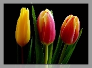 Tulipany, Listki