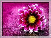 Purpurowy, Kwiat, Krople Wody, Makro