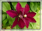 Kwiaty, Clematis
