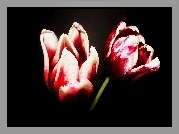 Kwiaty, Tulipany, Dwukolorowe