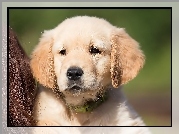 Golden, Retriever, Szczeniak