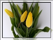 Żółte, Tulipany