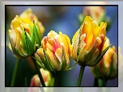 Żółto, Czerwone, Tulipany