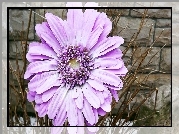 Kwiaty, Gerbera