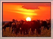 Zachód Słońca, Antylopy, Gnu
