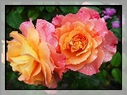 Róże, Dwukolorowe, Rosa
