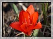 Czerwony, Tulipan