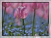 Makro, Różowe, Tulipany