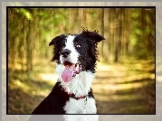 Pies, Border collie, Jęzor, Las