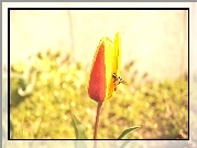 Tulipan, Żółto, Czerwony, Pszczoła