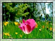Łąka, Tulipan