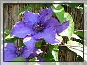 Clematis, Kwiat, Powojnik