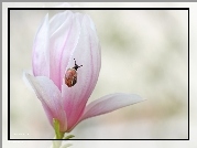 Różowa, Magnolia, Ślimak