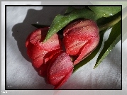 Czerwone, Tulipany, Krople