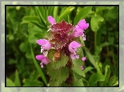 Jasnota Purpurowa, Różowe, Kwiatki