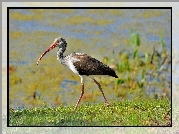 Ibis, Woda, Rośliny