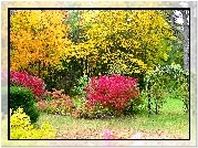 Drzewa, Krzewy, Kwiaty, Park, Jesień