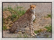 Gepard, Trawa