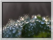 Liść, Krople, Bokeh