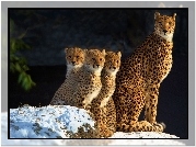 Gepard, Samica, Młode