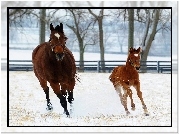 Koń, Źrebak, Śnieg