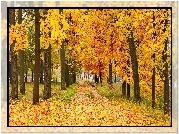 Jesień, Park, Alejka, Drzewa, Liście
