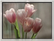 Tulipany