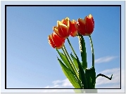 Tulipany, Niebo