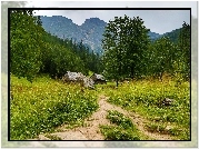 Tatry, Zakopane, Góry, Ścieżka, Polska