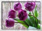 Fioletowe, Tulipany