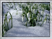 Śnieg, Przebiśniegi