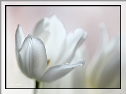 Biały, Tulipan, Kwiat