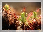 Drosera, Rosiczka