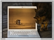 Laptop, Kot, Mysz