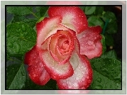 Róża, Krople, Rosy