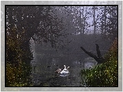 Łabędzie, Staw, Mgła, Rogaliński Park Krajobrazowy.