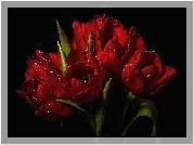 Tulipany