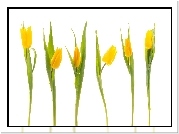 Tulipany, żółte