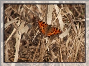 Motyl, Rusałka, Sucha, Trawa